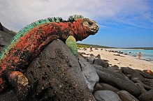 Darwin’s Favourite Islands – What is so Special About the Galápagos Islands?
